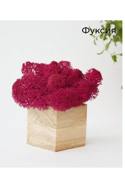 Стабилизированный мох в деревянном кубе большой